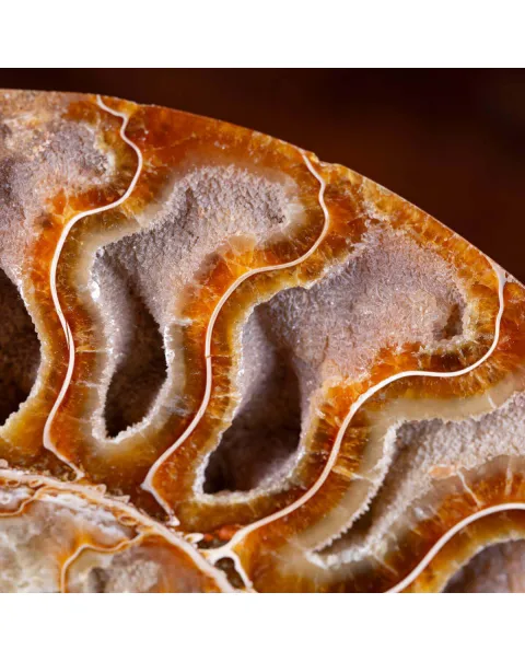 Ammonite Cleoniceras del Madagascar Sezionata: Un Tesoro del Periodo Albiano.