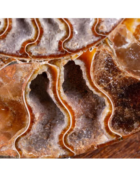 Ammonite Cleoniceras del Madagascar Sezionata: Un Tesoro del Periodo Albiano.