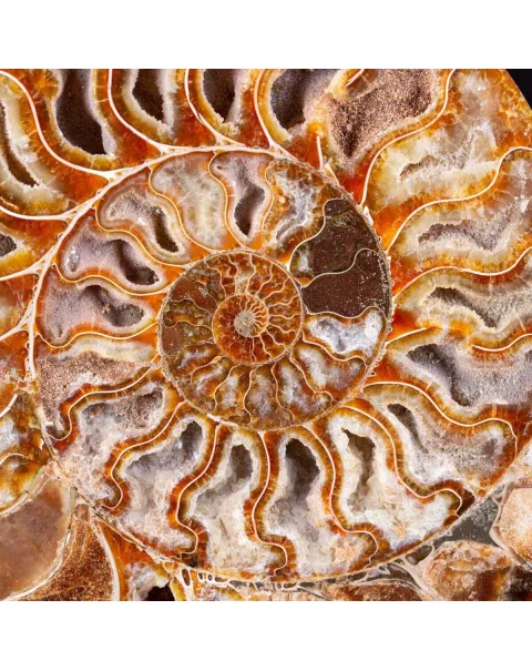 Ammonite Cleoniceras del Madagascar Sezionata: Un Tesoro del Periodo Albiano.