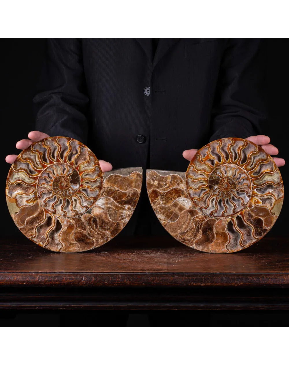 Ammonite Cleoniceras del Madagascar Sezionata: Un Tesoro del Periodo Albiano.