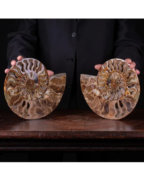 Ammonite Cleoniceras del Madagascar Sezionata: Un Tesoro del Periodo Albiano.
