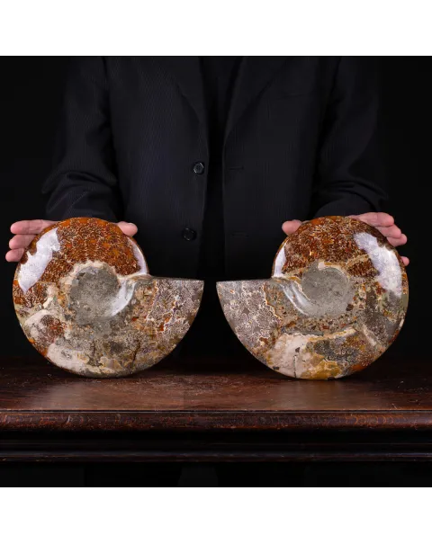 Ammonite Cleoniceras del Madagascar Sezionata: Un Tesoro del Periodo Albiano.