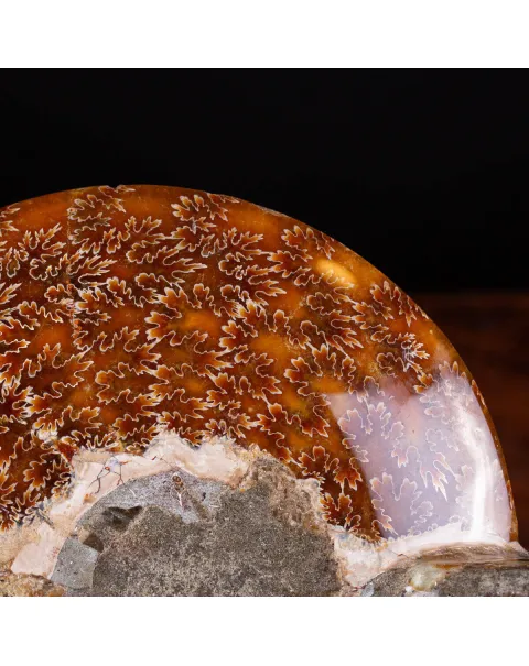 Ammonite Cleoniceras del Madagascar Sezionata: Un Tesoro del Periodo Albiano.