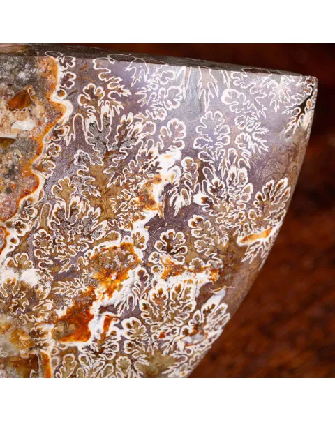 Ammonite Cleoniceras del Madagascar Sezionata: Un Tesoro del Periodo Albiano.