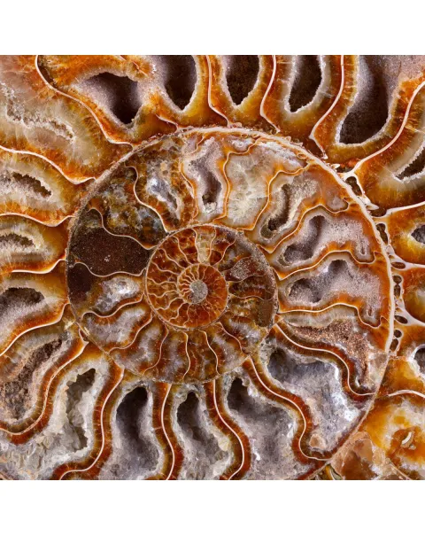 Ammonite Cleoniceras del Madagascar Sezionata: Un Tesoro del Periodo Albiano.