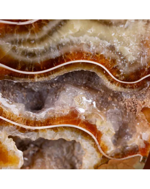 Ammonite Cleoniceras del Madagascar Sezionata: Un Tesoro del Periodo Albiano.