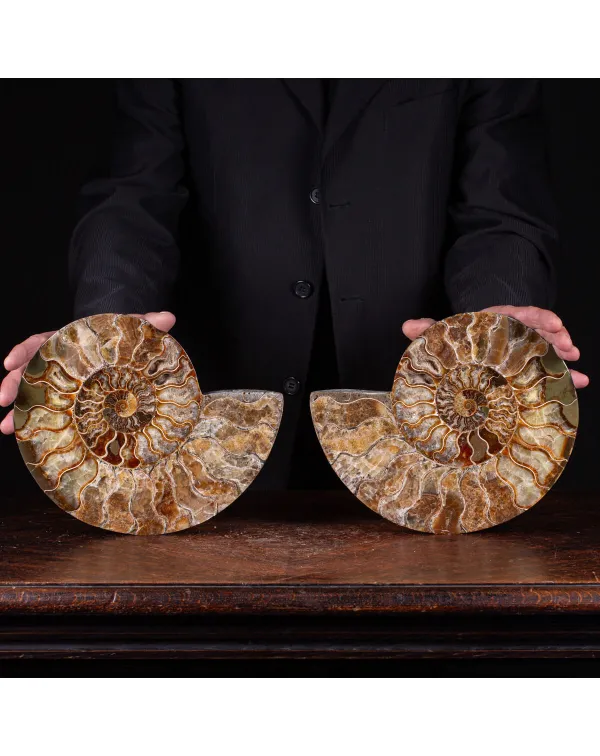 Ammonite Cleoniceras del Periodo Albiano del Madag...