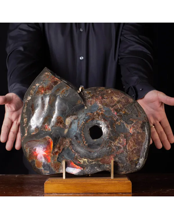 Ammonite Opalizzata con Pirite – Un Fossile di S...