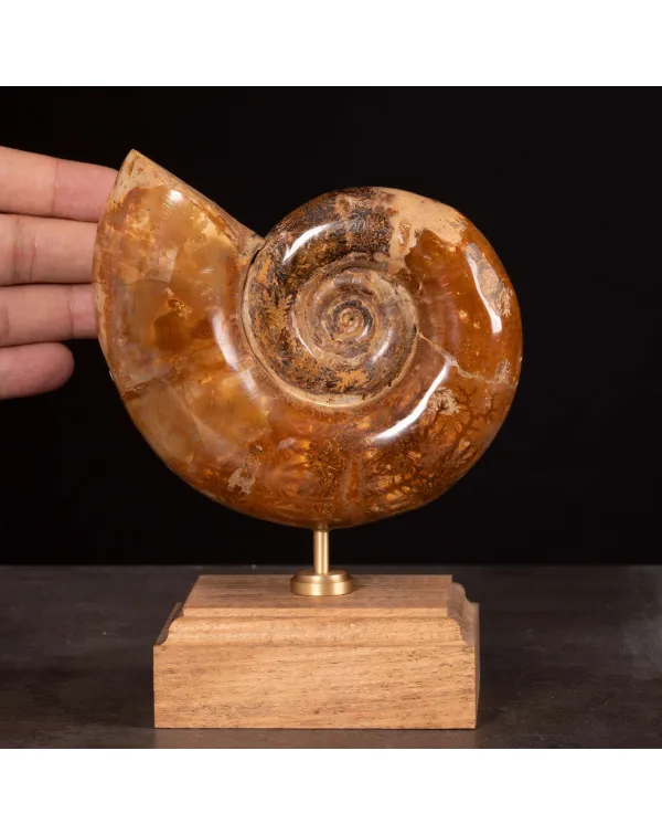 Ammonite Lytoceras Fimbriatum su Base di Legno e O...