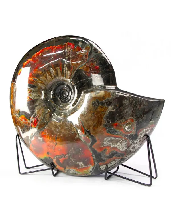 Ammonite Craspedodiscus Discofalcatus