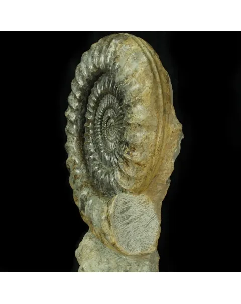 Ammonite Arietites Bucklandi