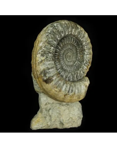 Ammonite Arietites Bucklandi