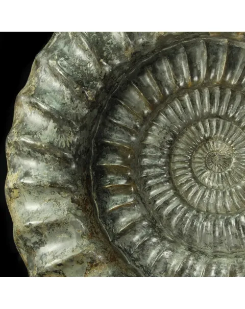 Ammonite Arietites Bucklandi