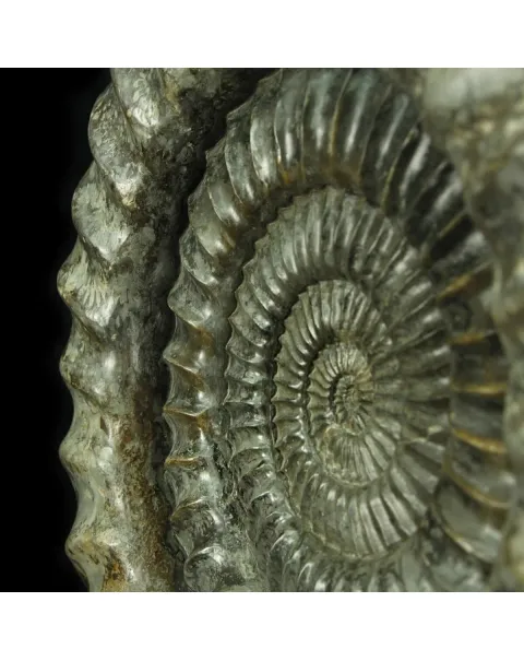 Ammonite Arietites Bucklandi