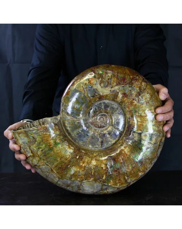 Ammonite Lytoceras