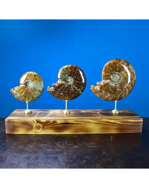 Ammonite Cleoniceras Composizione
