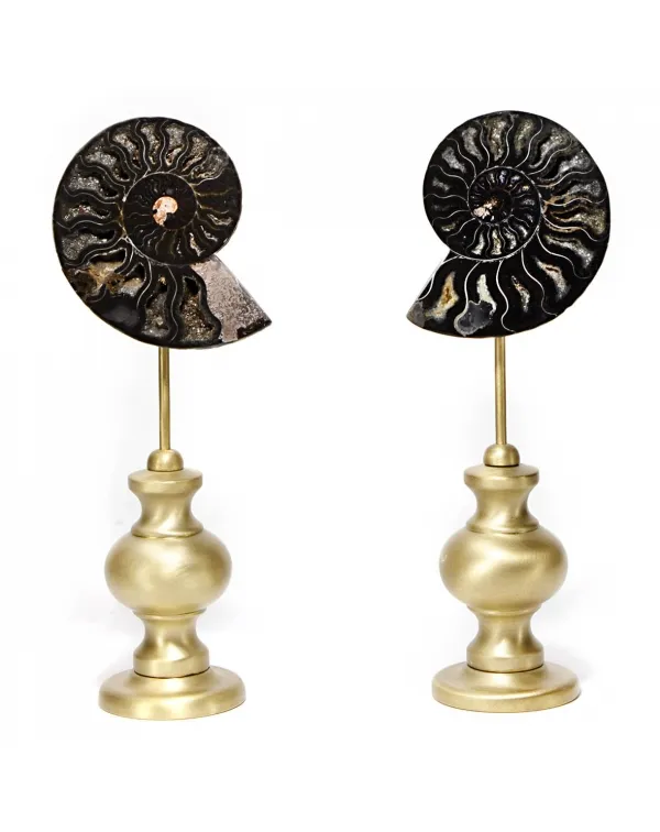 Ammonite Cleoniceras nera su Base in Ottone