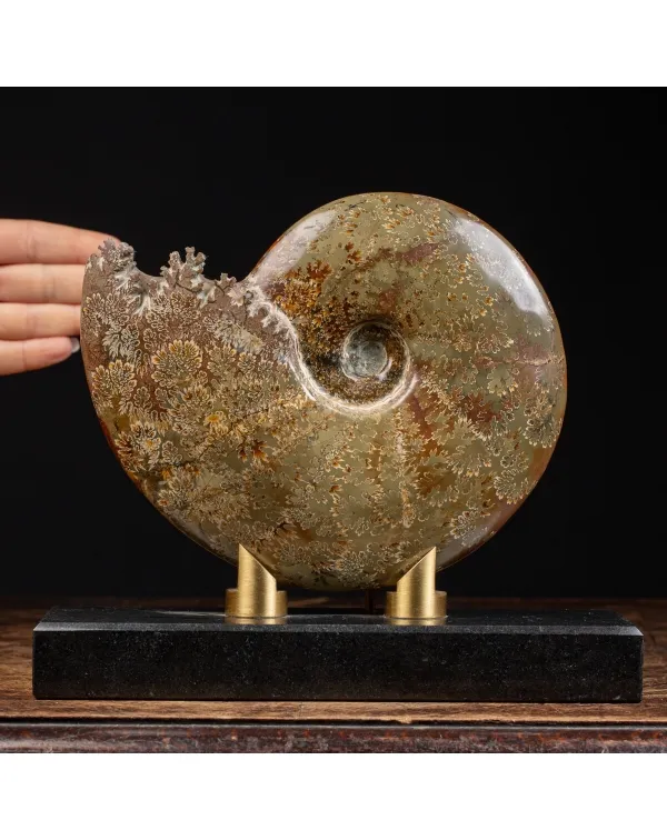 Ammonite Cleoniceras