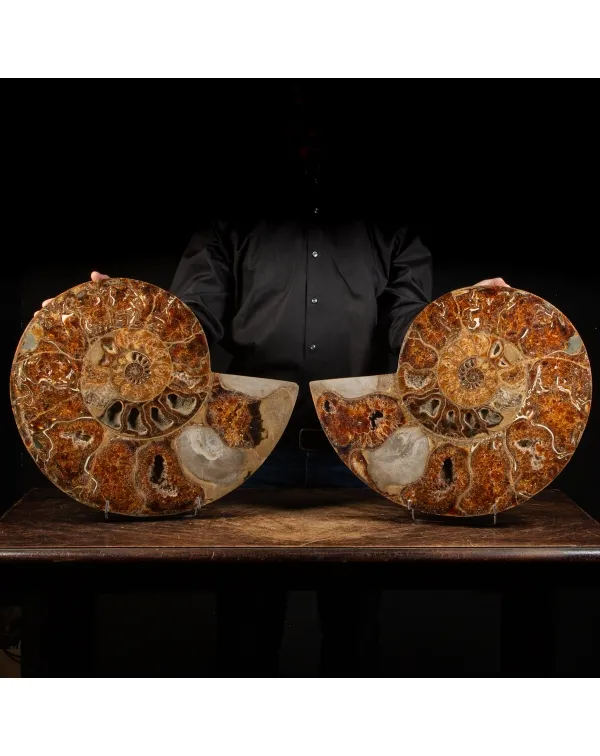 Ammonite Cleoniceras