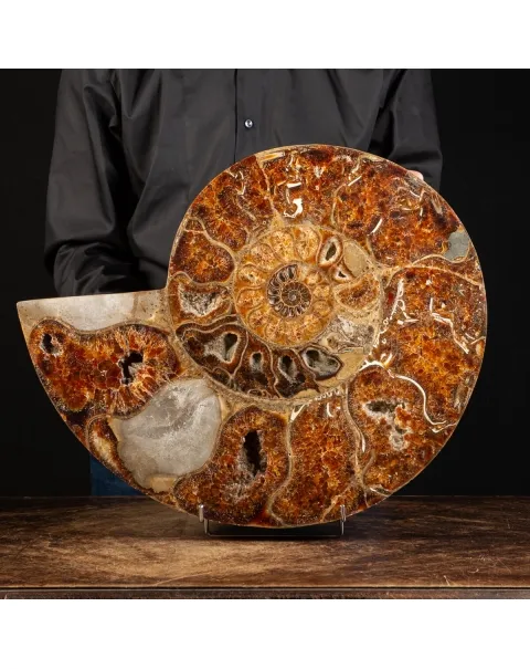 Ammonite Cleoniceras