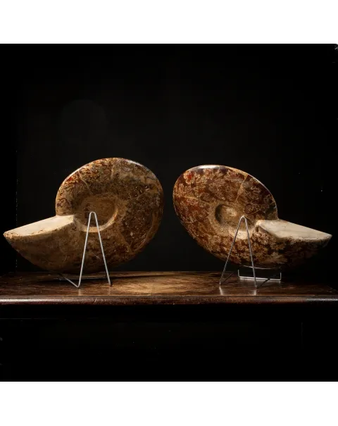 Ammonite Cleoniceras