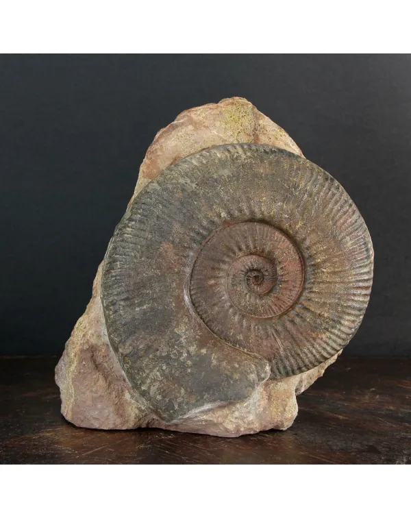 Ammonite Hammatoceras