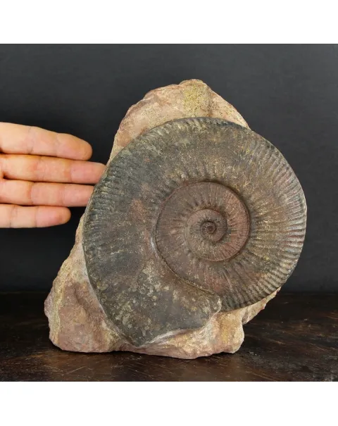 Ammonite Hammatoceras