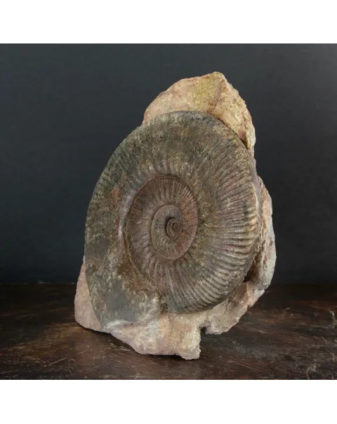 Ammonite Hammatoceras