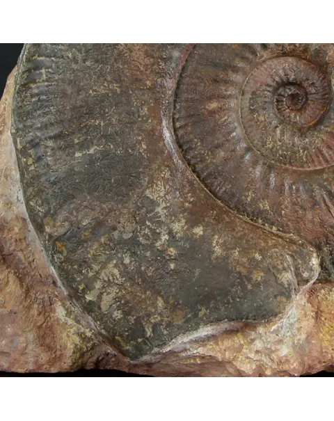 Ammonite Hammatoceras