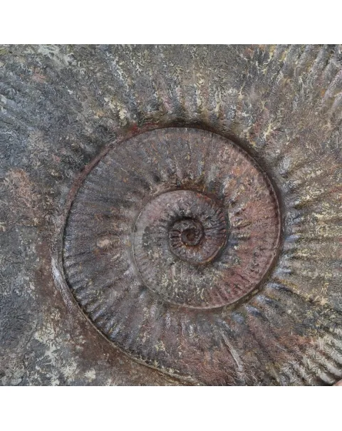 Ammonite Hammatoceras