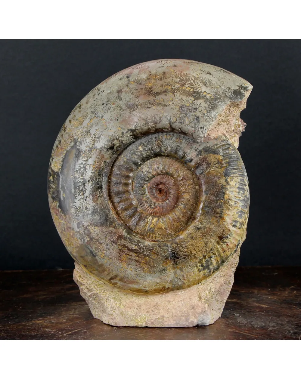Ammonite Hammatoceras
