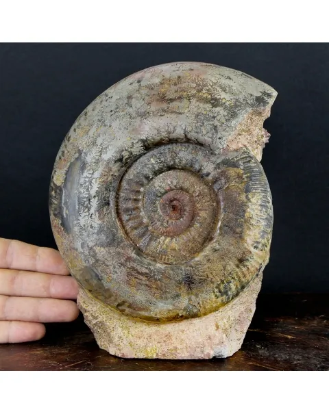 Ammonite Hammatoceras