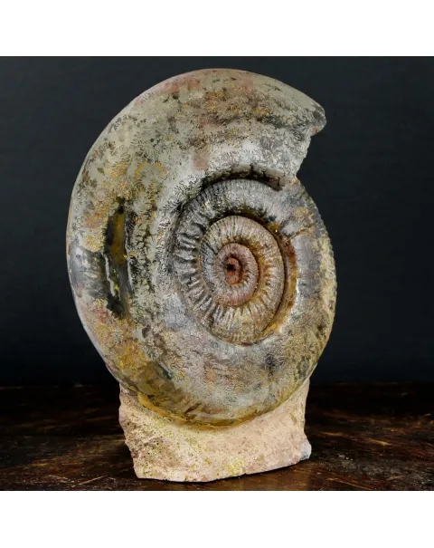 Ammonite Hammatoceras