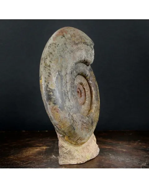 Ammonite Hammatoceras