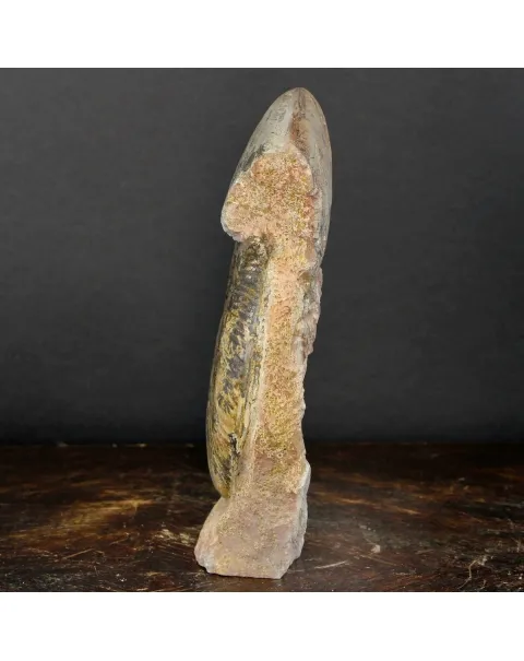Ammonite Hammatoceras