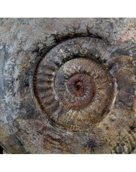 Ammonite Hammatoceras