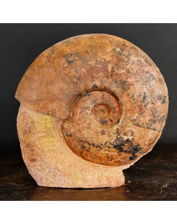 Ammonite Esericeras