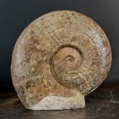 Ammoniti Esericeras (3)