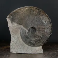 Ammoniti Harpoceras (2)