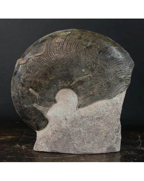 Ammonite Harpoceras
