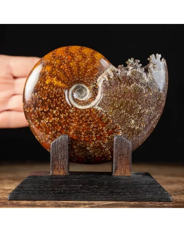 Ammonite Cleoniceras su Base decorativa