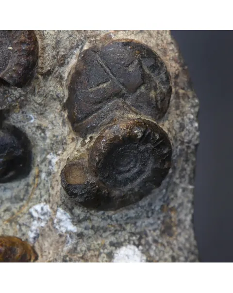 Gruppo di Ammoniti Cheiloceras Subpartitum e Kalloclymenia Subarmata