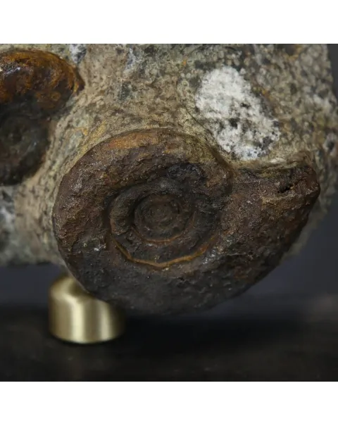 Gruppo di Ammoniti Cheiloceras Subpartitum e Kalloclymenia Subarmata