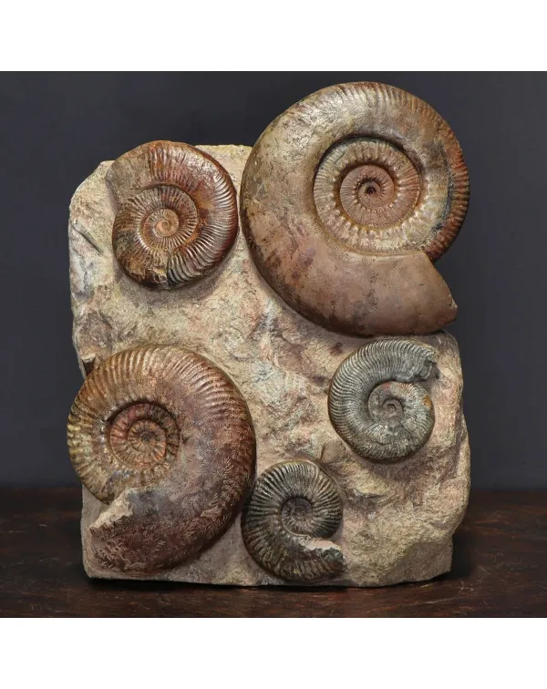 Ammonite Hammatoceras
