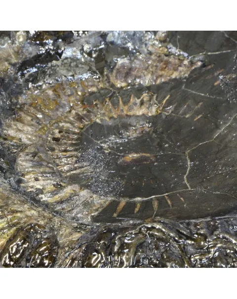 Ammonite Speetoniceras Versicolar