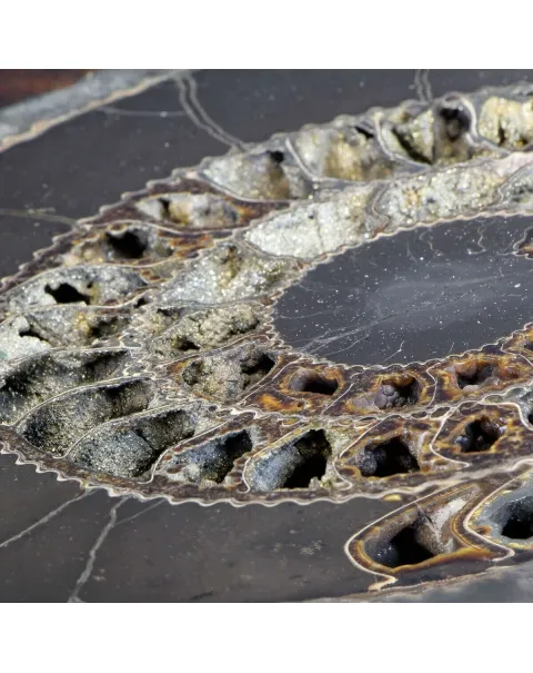 Ammonite Speetoniceras Versicolar