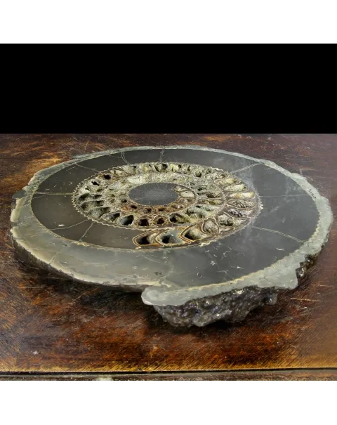 Ammonite Speetoniceras Versicolar
