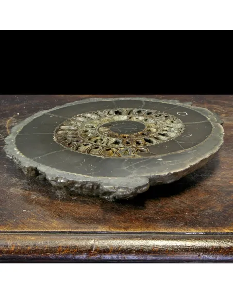 Ammonite Speetoniceras Versicolar