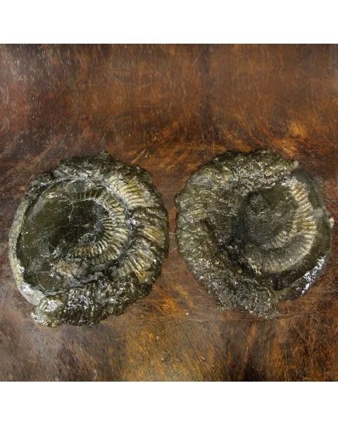 Ammonite Speetoniceras Versicolar