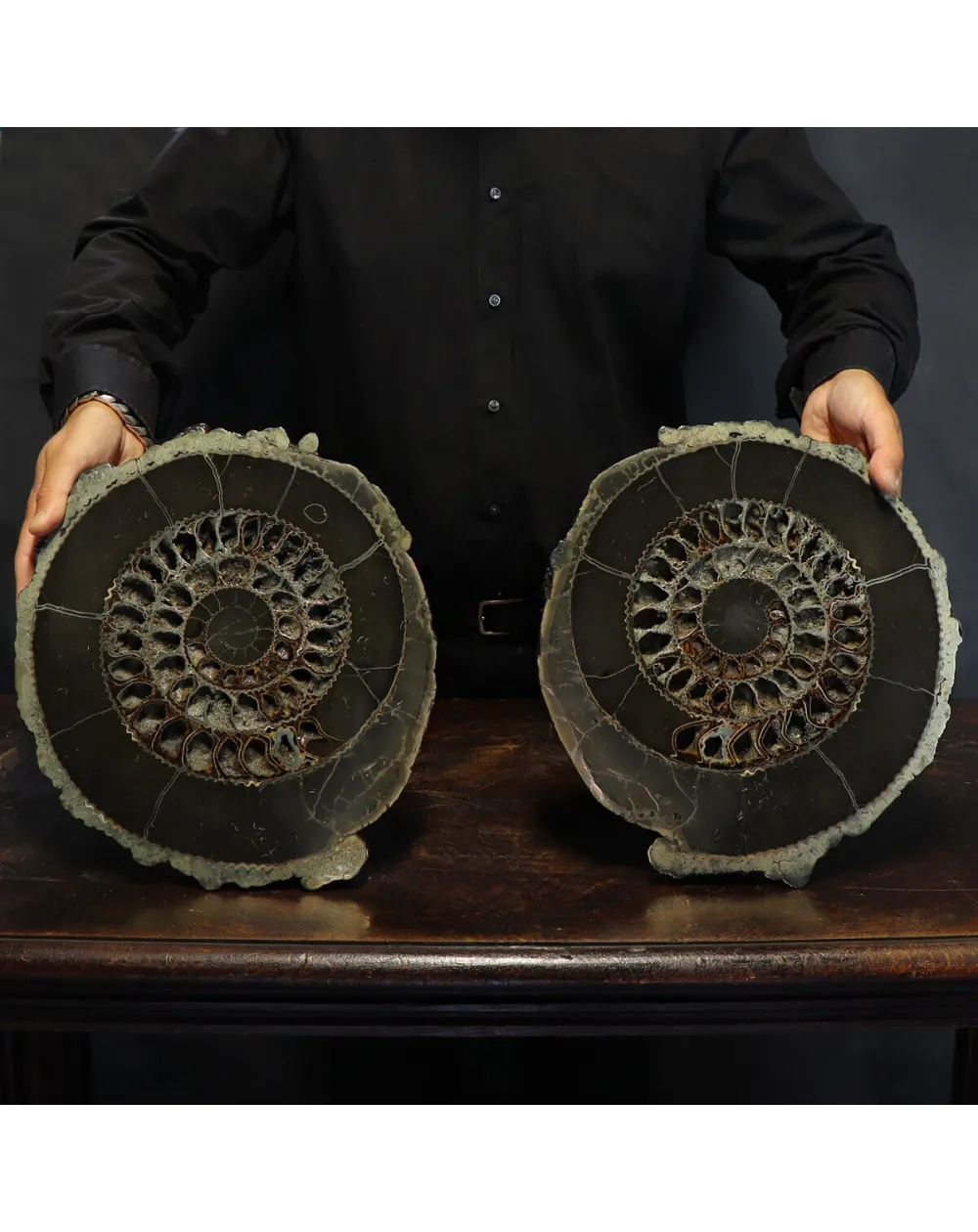 Ammonite Speetoniceras Versicolar